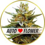 G13 Autoflower Seeds for sale USA