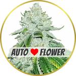 Gelato Autoflower Seeds for sale USA