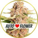 Girl Scout Cookies Autoflower Seeds for sale USA