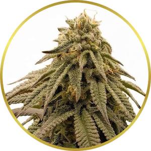 GMO Cookies marijuana strain
