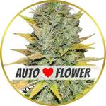 Gold Leaf Autoflower Seeds for sale USA