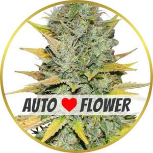 Gold Leaf Autoflower marijuana strain