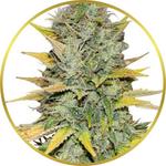 Gold Leaf Feminized Seeds for sale USA