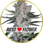 Gorilla Glue Autoflower Seeds for sale USA