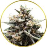 Gorilla Zkittlez Feminized Seeds for sale USA