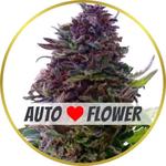Grand Daddy Purple Autoflower Seeds for sale USA
