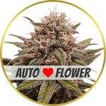 Grape Octane Autoflower Seeds for sale USA
