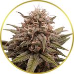 Grape Octane Feminized Seeds for sale USA