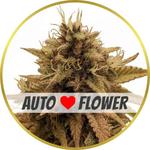 Grapericot Pie Autoflower Seeds for sale USA