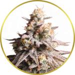 Gushers Feminized Seeds for sale USA