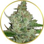 Hindu Kush Feminized Seeds for sale USA