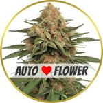LA Kush Cake Autoflower Seeds for sale USA