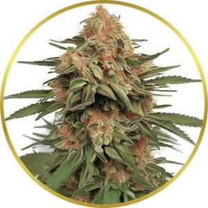 LA Kush Cake marijuana strain