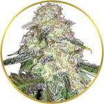 LSD Feminized Seeds for sale USA