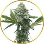 MAC Feminized Seeds for sale USA