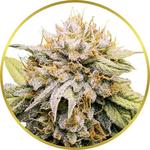 Mango Kush Feminized Seeds for sale USA
