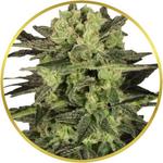 MK Ultra Feminized Seeds for sale USA