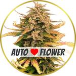 Moby Dick Autoflower Seeds for sale USA