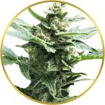 Northern Lights Feminized Seeds for sale USA