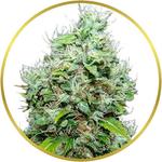 NYC Diesel Feminized Seeds for sale USA