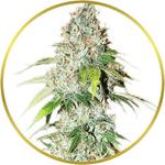 OG Kush Feminized Seeds for sale USA
