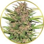 Pure Indica Feminized Seeds for sale USA