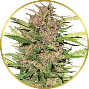 Pure Indica marijuana strain