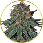 Purple Haze Feminized Seeds for sale USA
