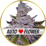 Purple Kush Autoflower Seeds for sale USA