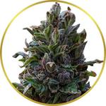 Purple Punch Feminized Seeds for sale USA