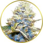 Skywalker OG Feminized Seeds for sale USA
