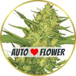 Sour Diesel Autoflower Seeds for sale USA