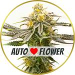 Strawberry Cheese Autoflower Seeds for sale USA