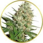 Trainwreck Feminized Seeds for sale USA