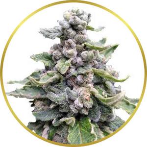 Tropicana Cookies marijuana strain
