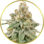 Wedding Cake Feminized Seeds for sale USA