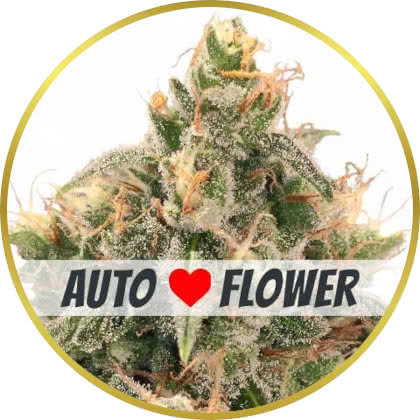 Wedding Cake Auto cannabis strain