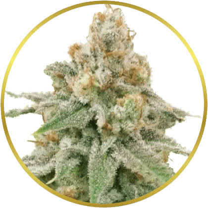 Wedding Cake cannabis strain