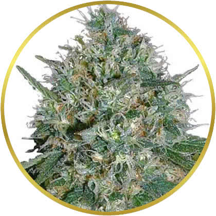 White Rhino cannabis strain