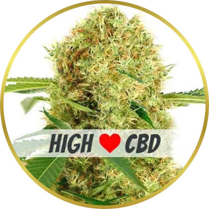 White Widow CBD cannabis strain