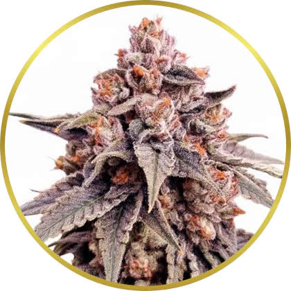 Zkittlez cannabis strain