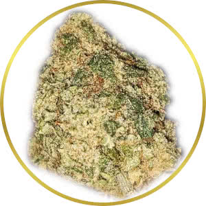 Afghan strain bud closeup