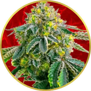 Afghan Feminized Seeds for sale from Crop King