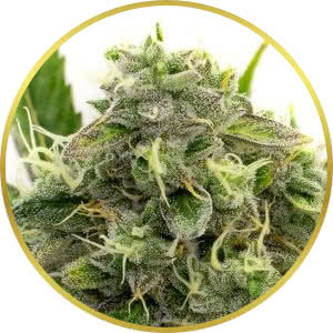 Afghan Feminized Seeds for sale from Homegrown Cannabis Co.