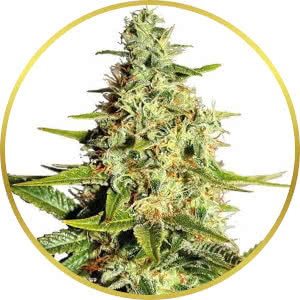 Afghan Feminized Seeds for sale from ILGM