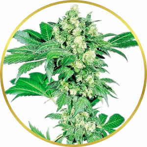 Afghan Feminized Seeds for sale from Seedsman by Sensi Seeds