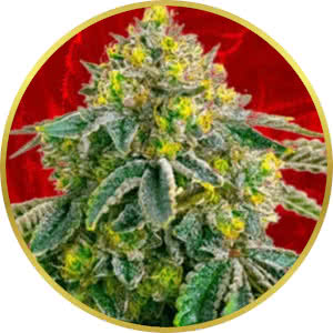 AK-47 Feminized Seeds for sale from Crop King