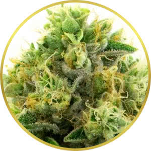 AK-47 Feminized Seeds for sale from Homegrown