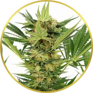 AK-47 Feminized Seeds for sale from ILGM
