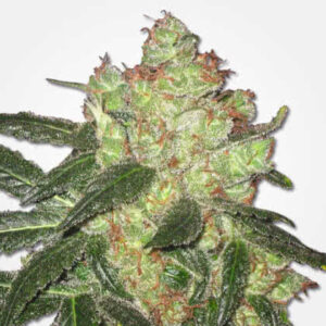 Ak 47 weed seeds for sale